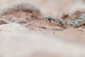 Algerian whipsnake from Morocco