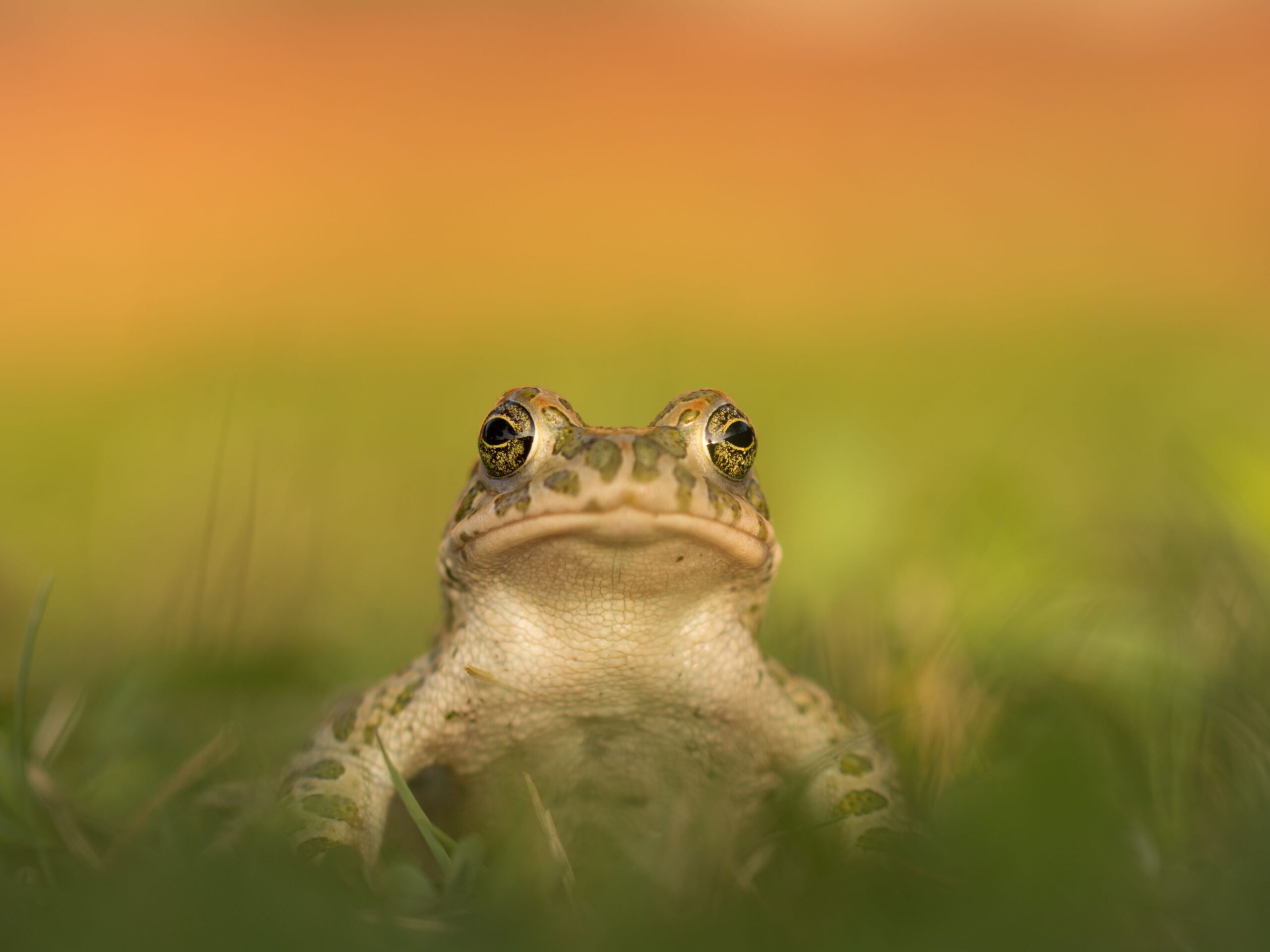 European green toad in Montenegro