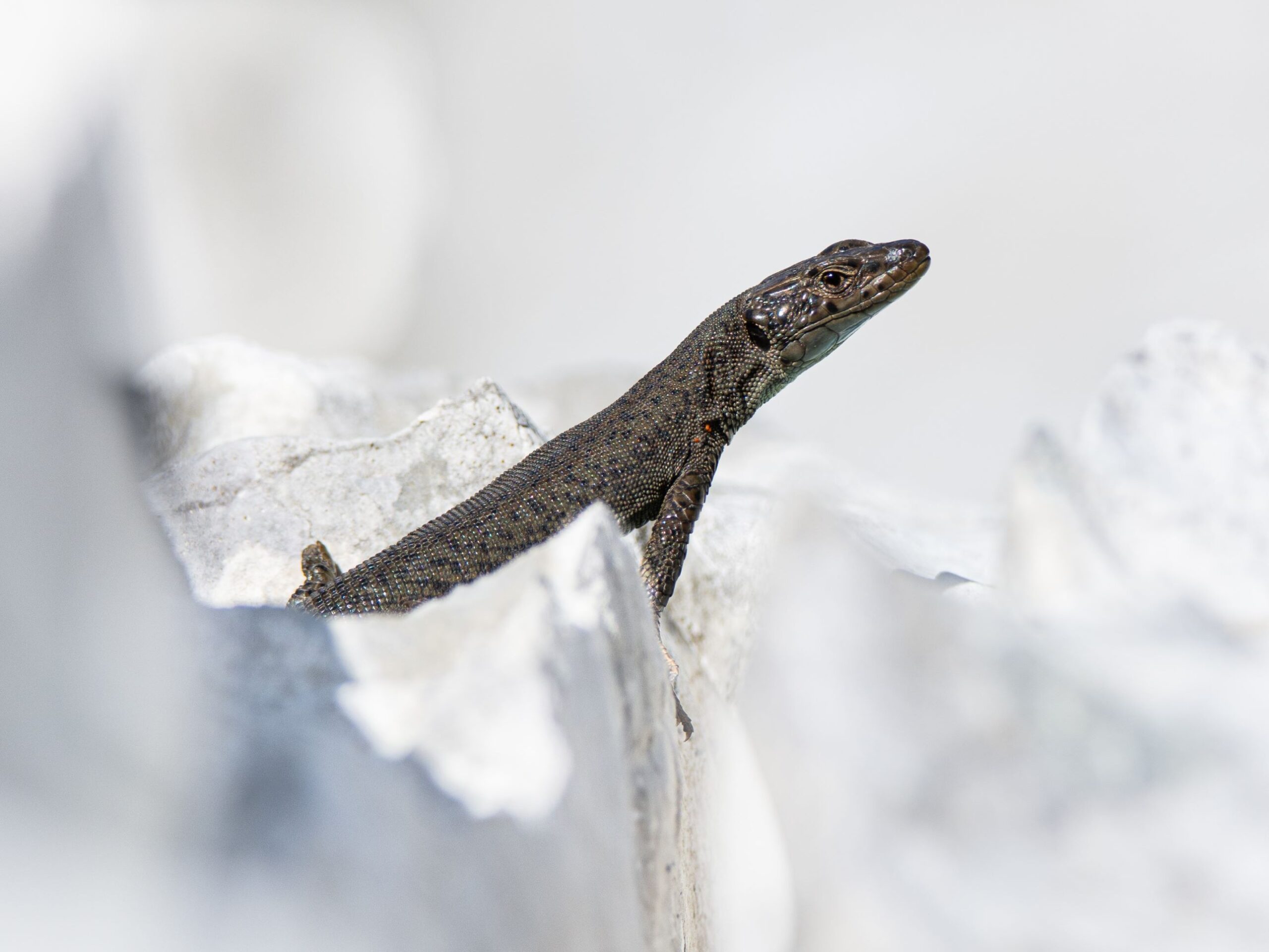 Dinarolacerta mosorensis in Montenegro