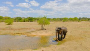 Kumana National park and an elephant