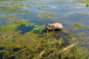 An Sri Lankan elephant from Kumana