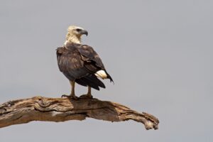 Fish Eagle in Sri Lanka by Cai Priestley