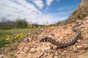 Glass lizard from Montenegro