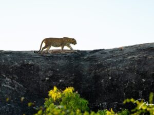 Leopard in East Yala, in Kumana