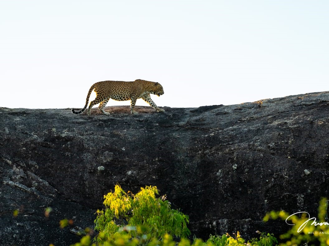 Sri Lankan Leopard in Kumana