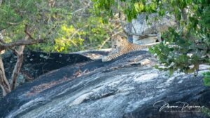 Sri Lankan leopard in Kumana National park