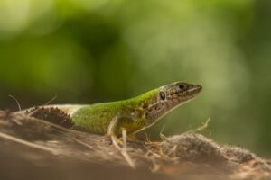 European green lizard in Montenegro