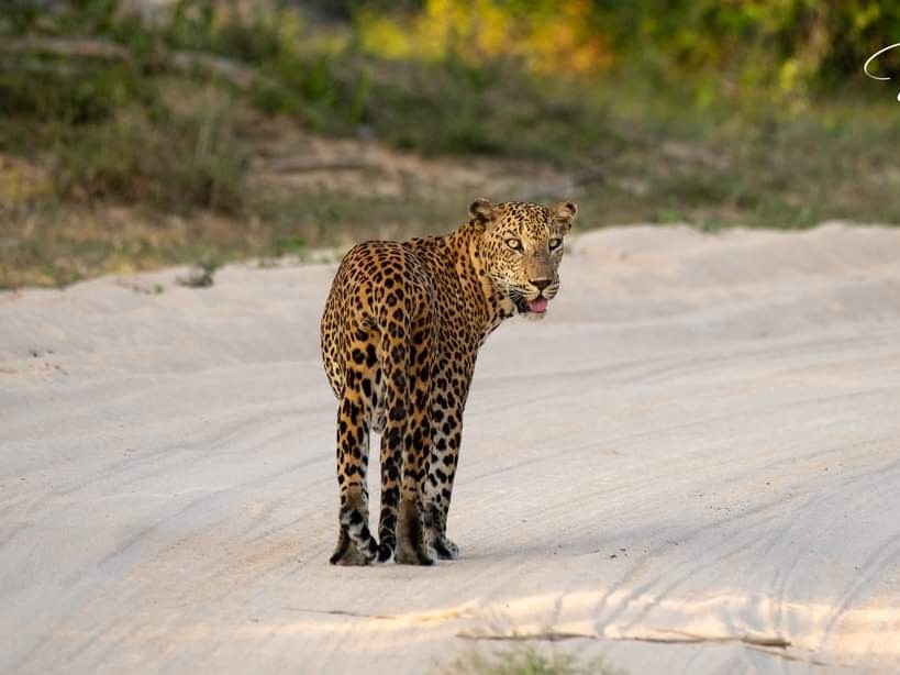 Leopard safari in Kumana National Park