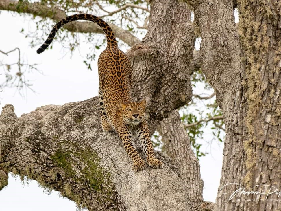 Leopard in Kumana National Park