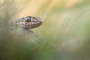 Eastern Montpellier snake in Montenegro