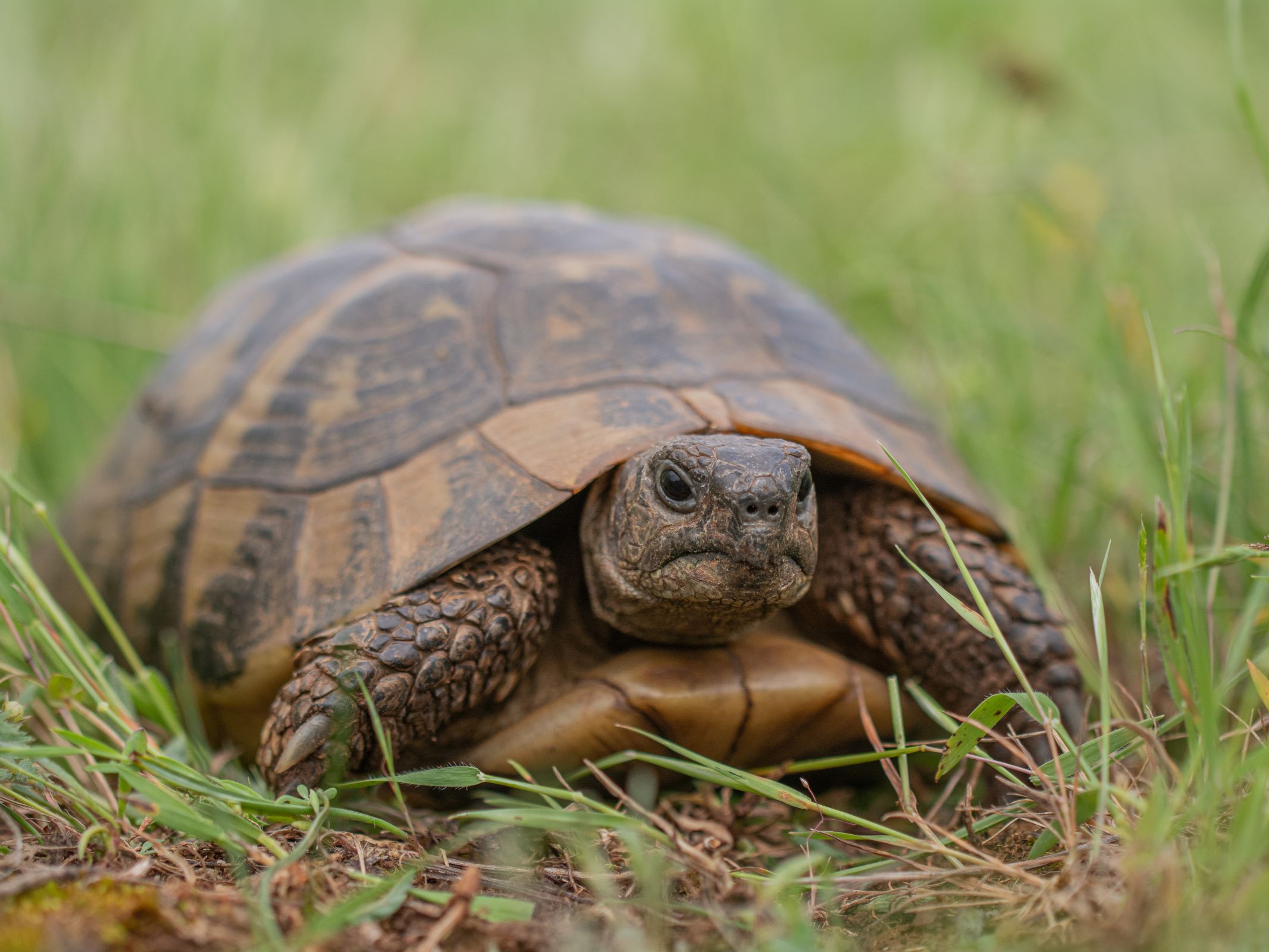 Hermann's tortoise in Montenegro