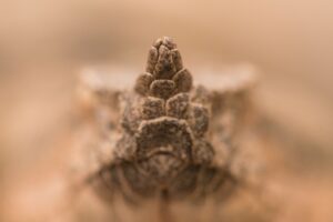 Nose-horned-viper in Montenegro