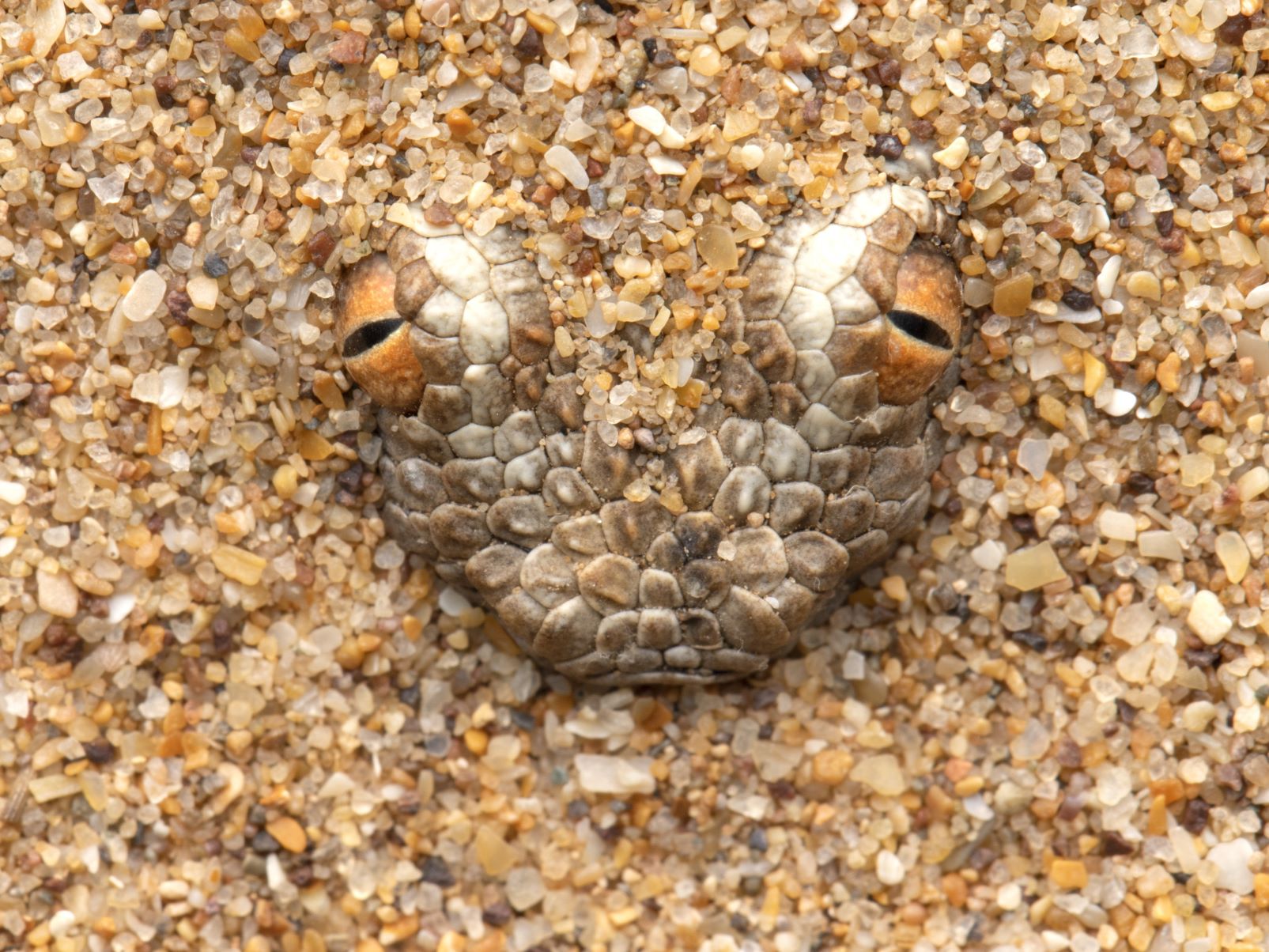 Cerastes vipera from Morocco