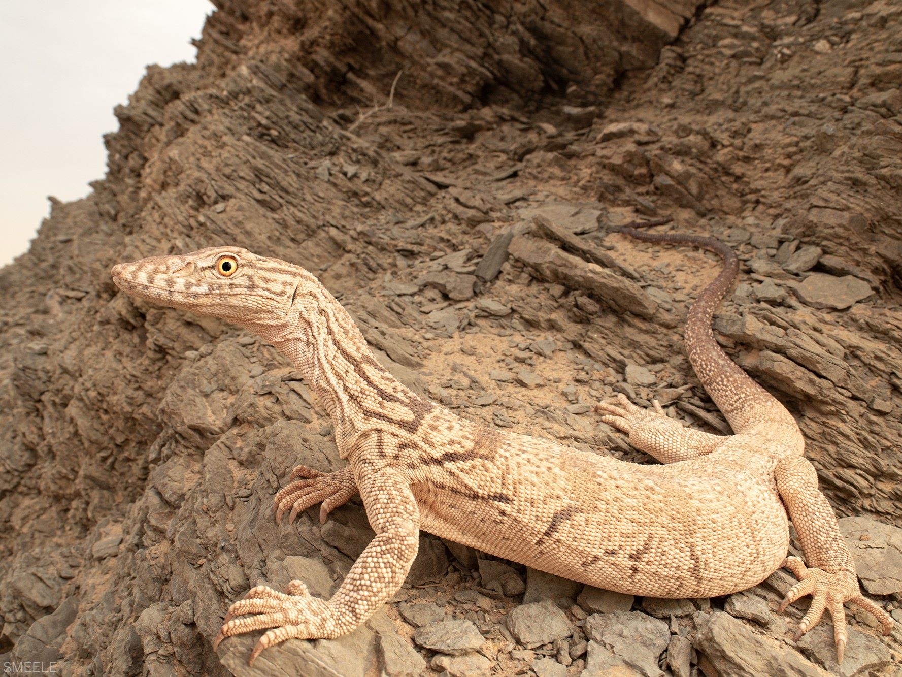 Desert Monitor from Smara