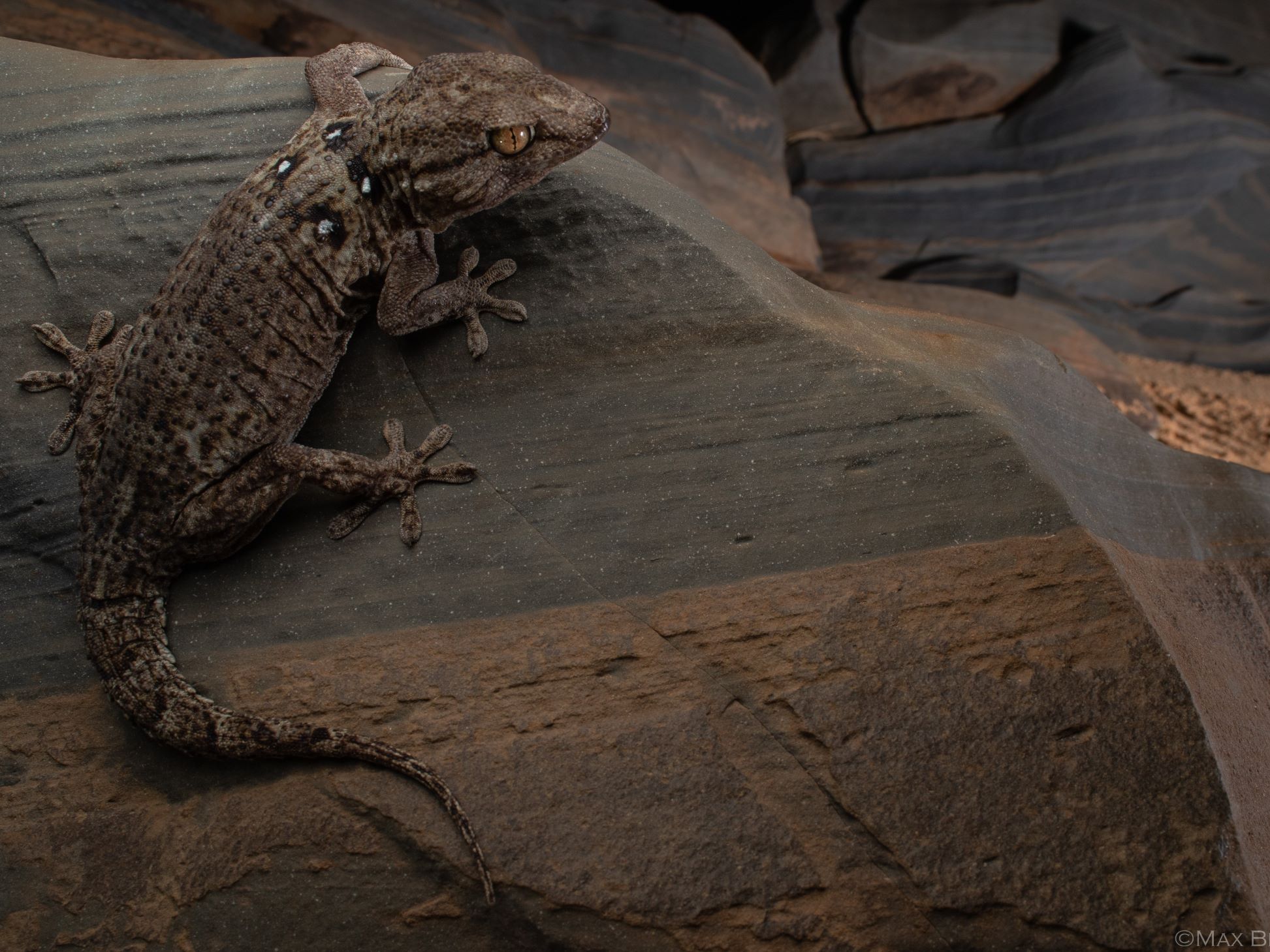 Gecko on reptile tour Morocco