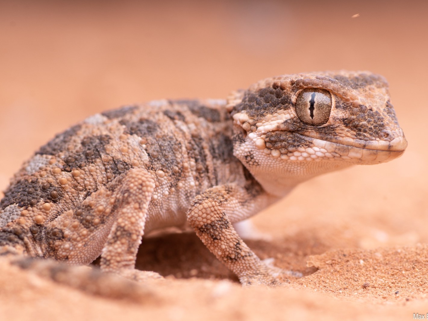 Helmethead gecko from Morocco