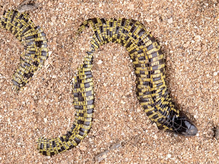 Worm lizard from Morocco