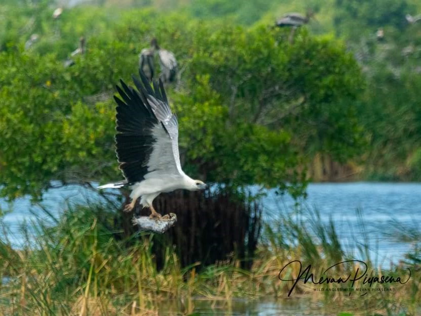 Osprey in Kumana National Park