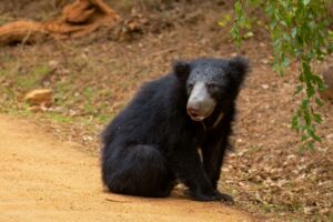 Sloth bear in Sri Lanka by Cai Priestley