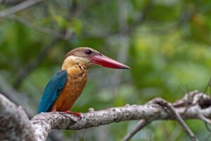 Storkbilled kingfisher from Sri Lanka by Cai Priestley