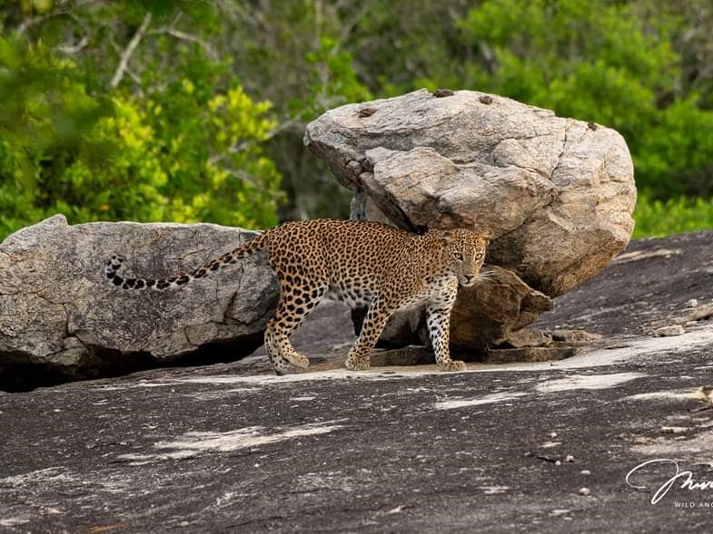 Willdife Photography Safari in Sri Lanka