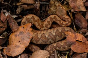 Red morph of the Vipera ammodytes