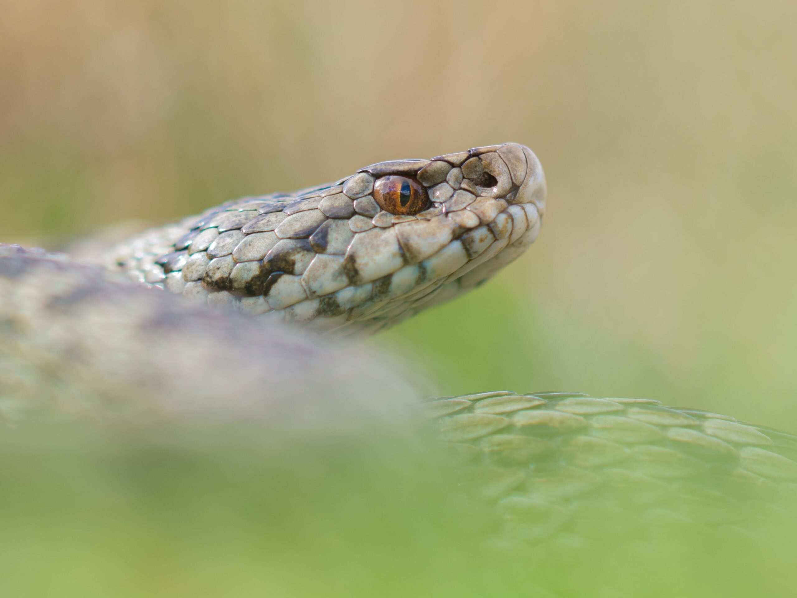 Meadow viper in Montenegro