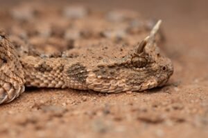 Cerastes cerastes from the Moroccan Sahara