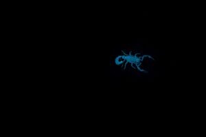 Hottentotta sp. scorpion from Morocco