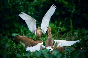 Indian pond herons in Kumana National Park