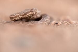 Morrish viper from Morocco