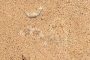 Cerastes vipera from Western Sahara
