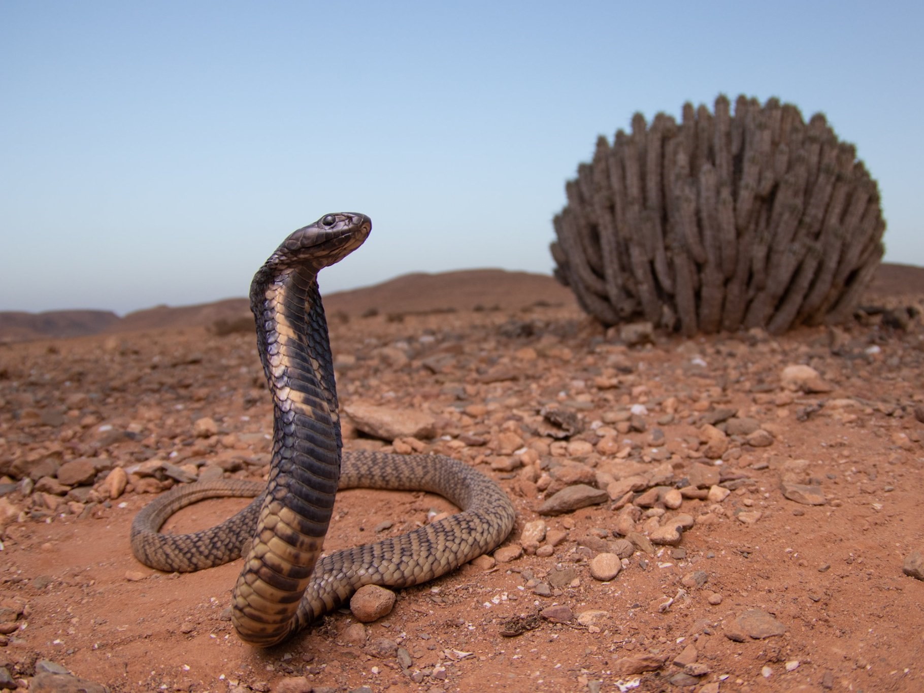 Egyptian Cobra from Morocco