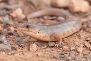 Algerian skink from Morocco