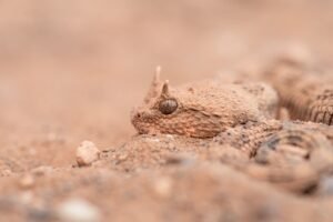 Sahara Horned Viper from Morocco