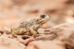 Tiznit toad from Morocco