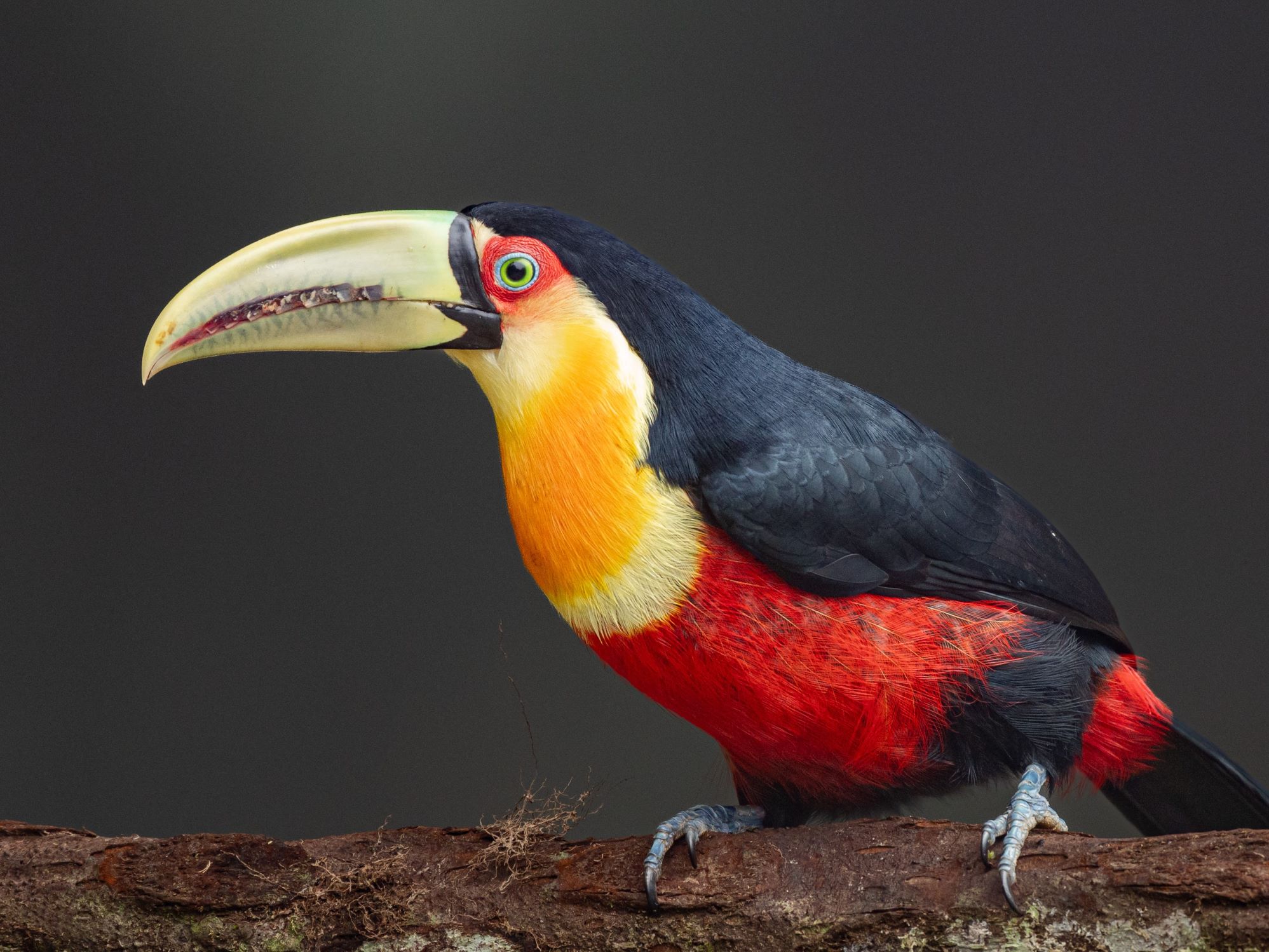 Red Breased toucan in the Atlantic Forest