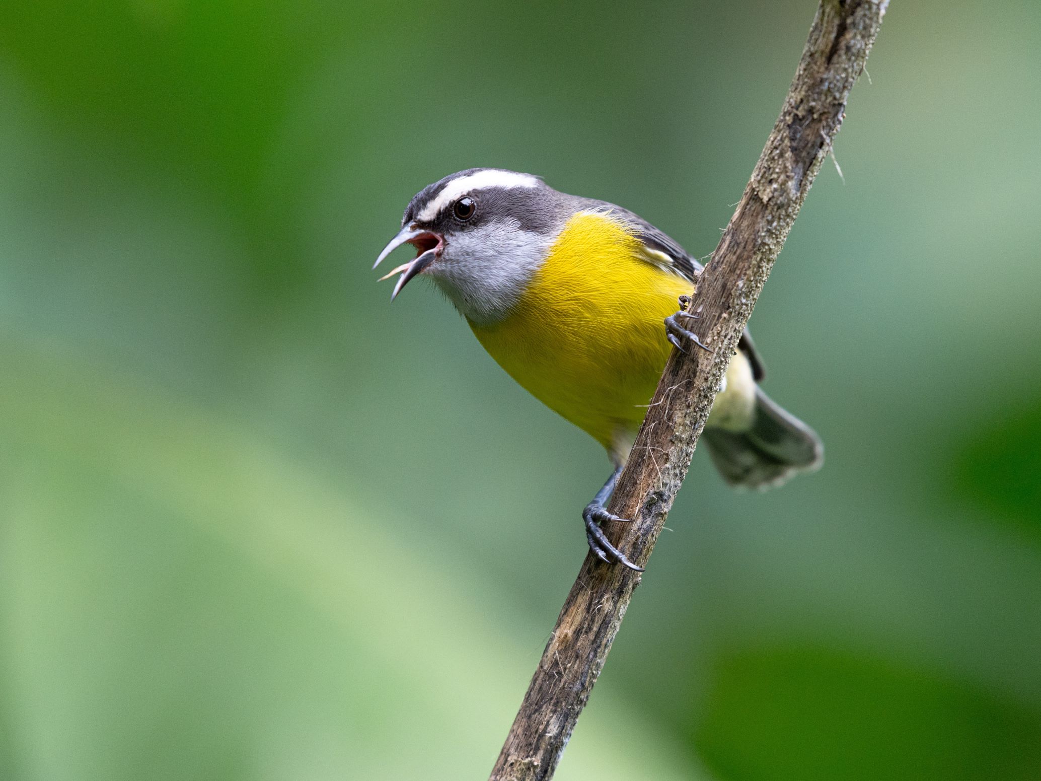 Bananaquit from Brazil