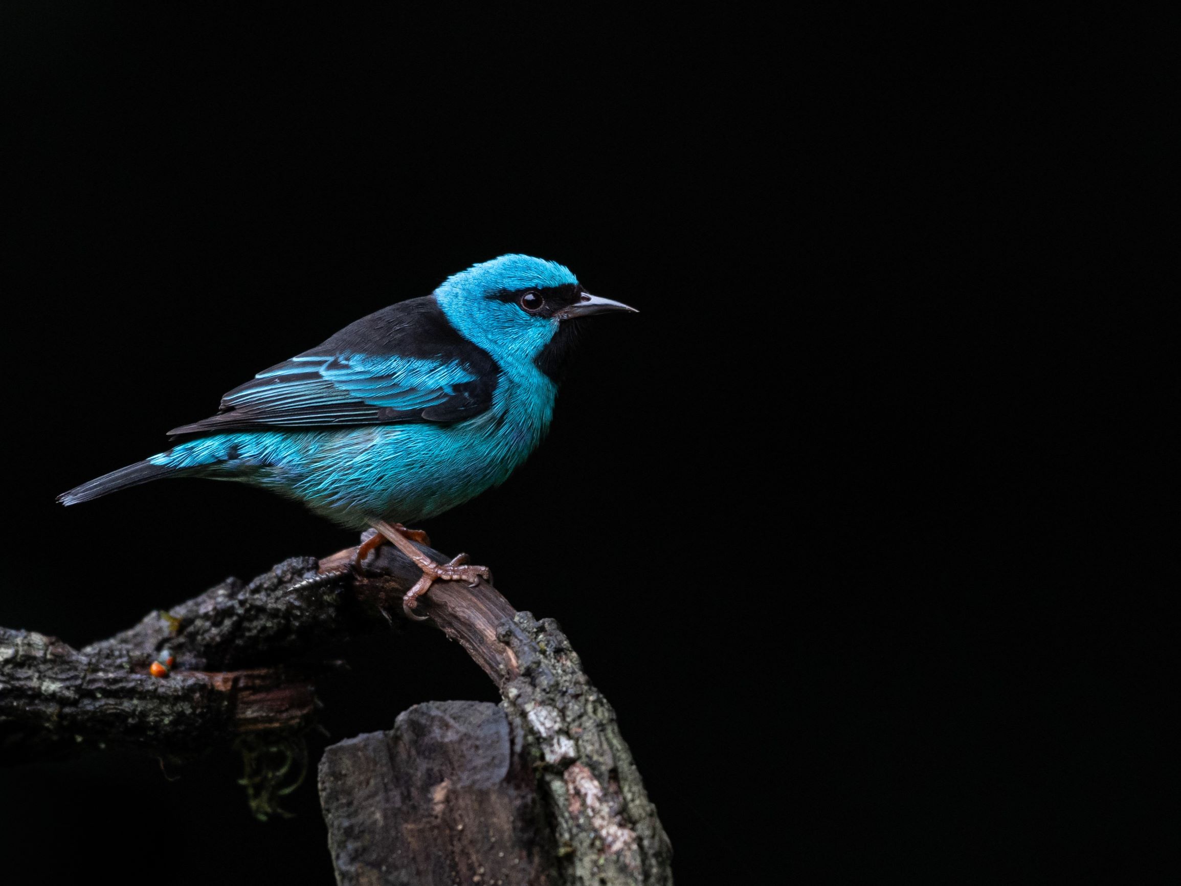 Blue Dachnis from the Atlantic Forest