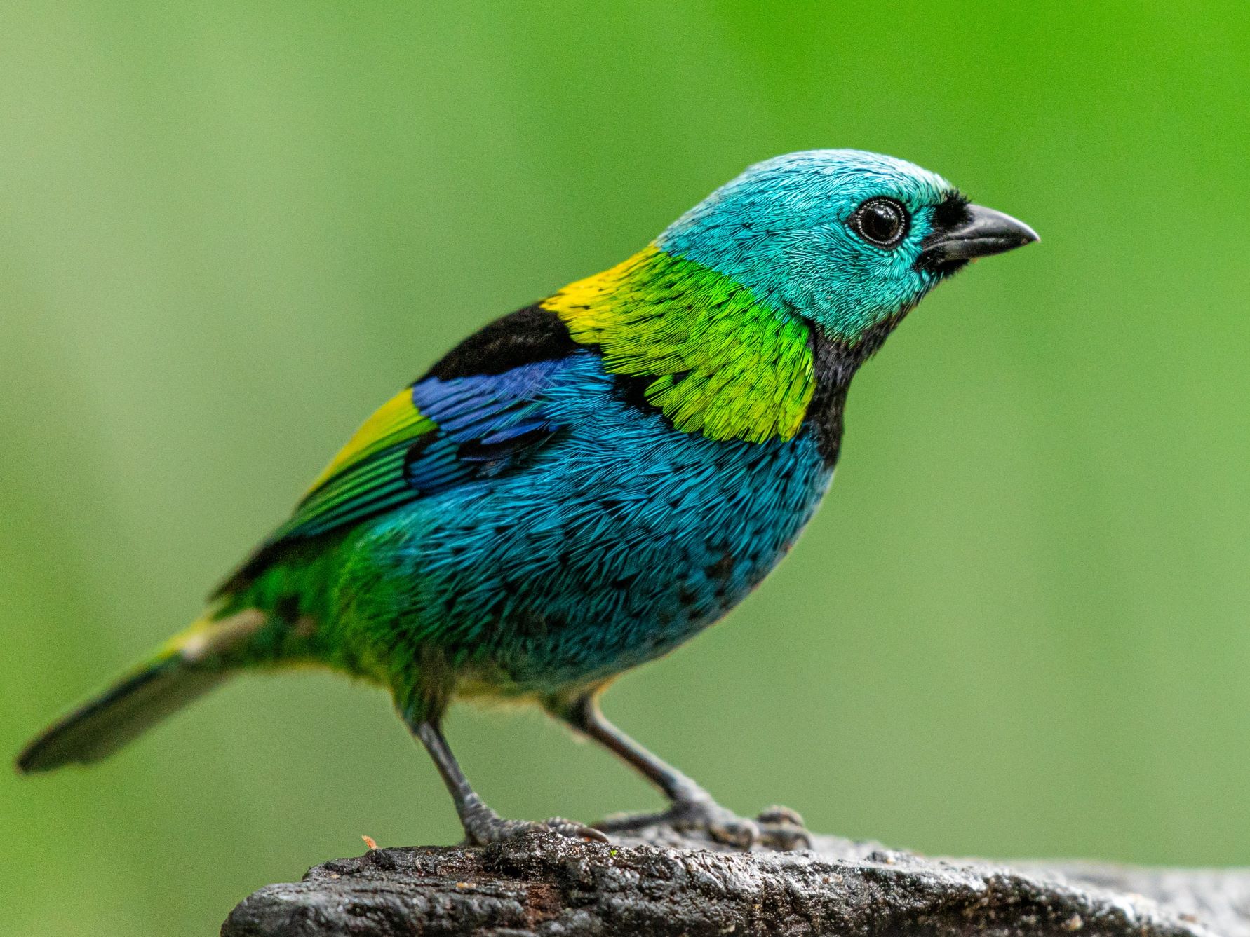Green-headed tanager from the Atlantic Forest
