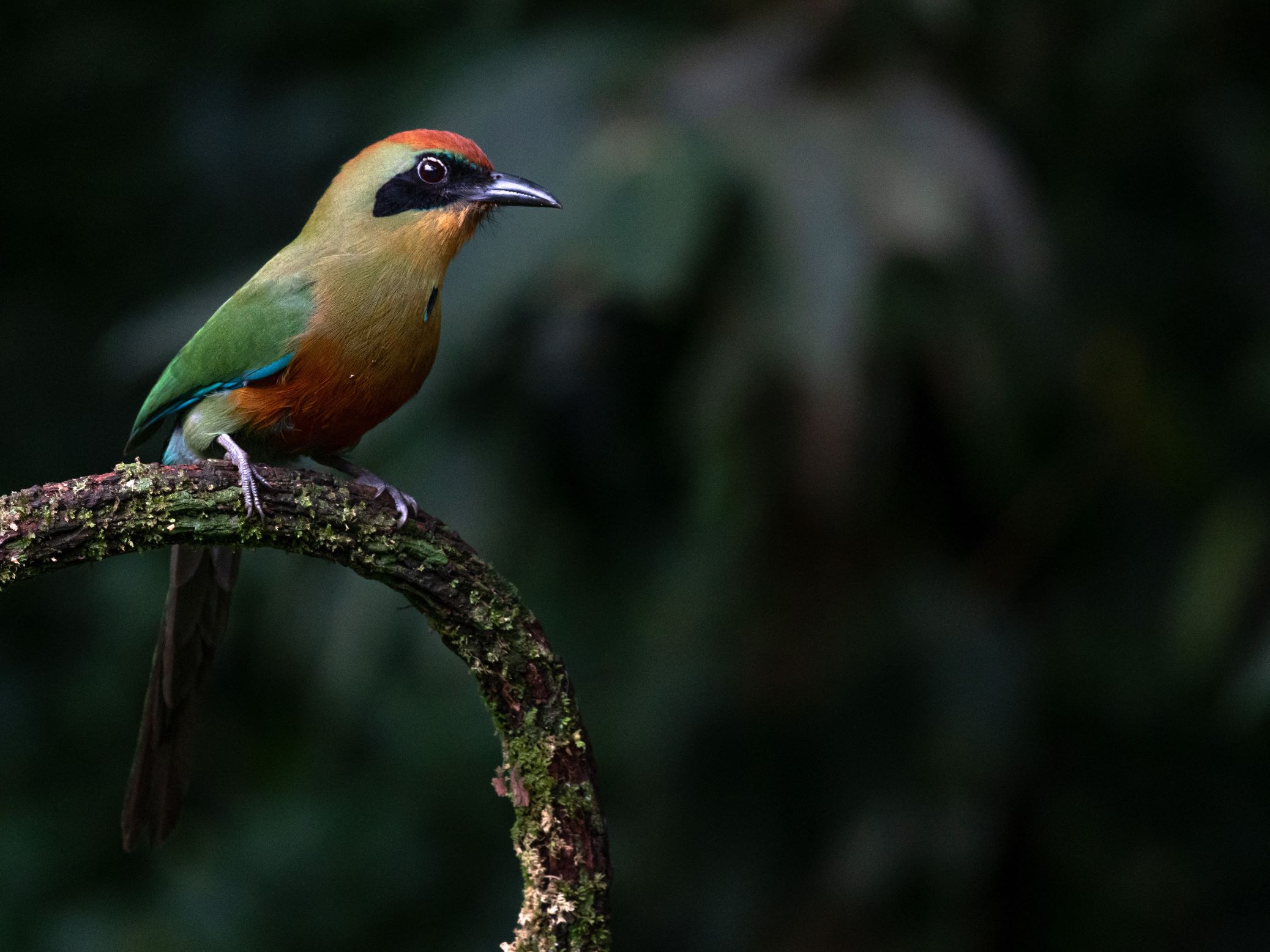 Rufus-capped motmot from Brazil