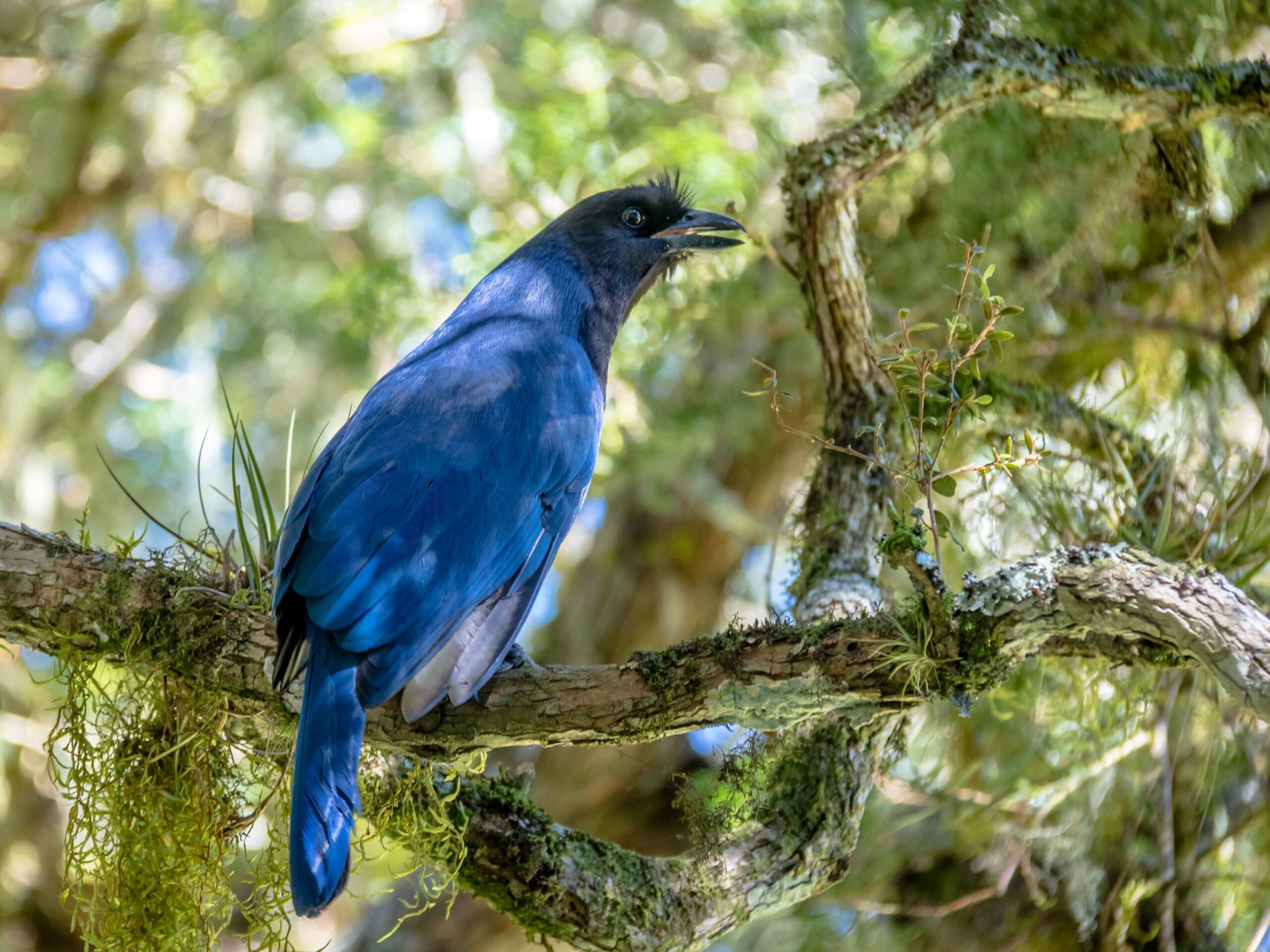 Azure Jay in Recanto Gralha Azul