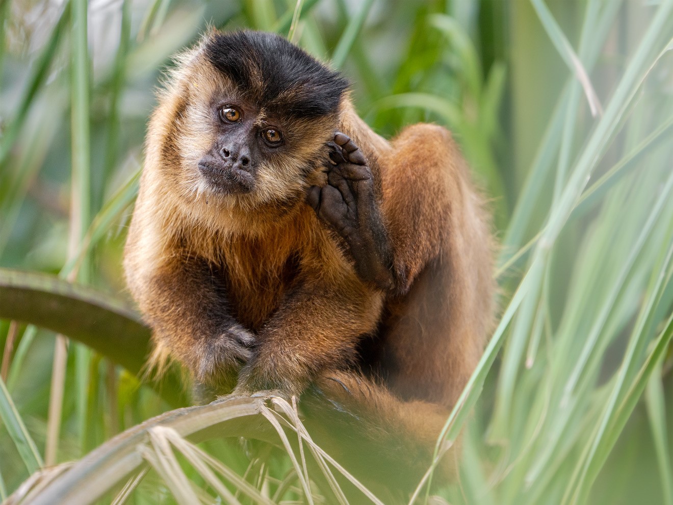 Capuchin Monkey in the Pantanal