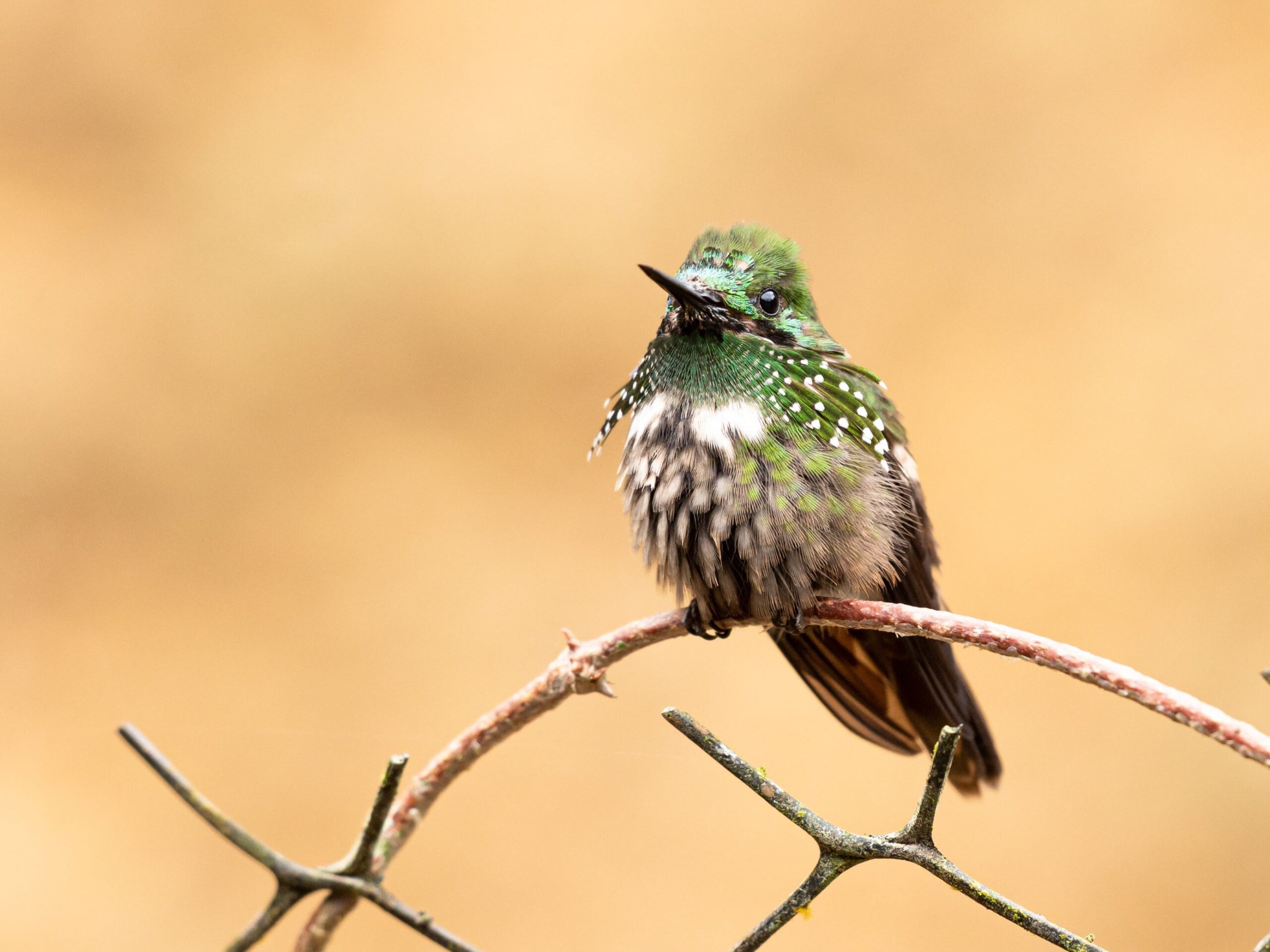 Festive Coquette from Brazil