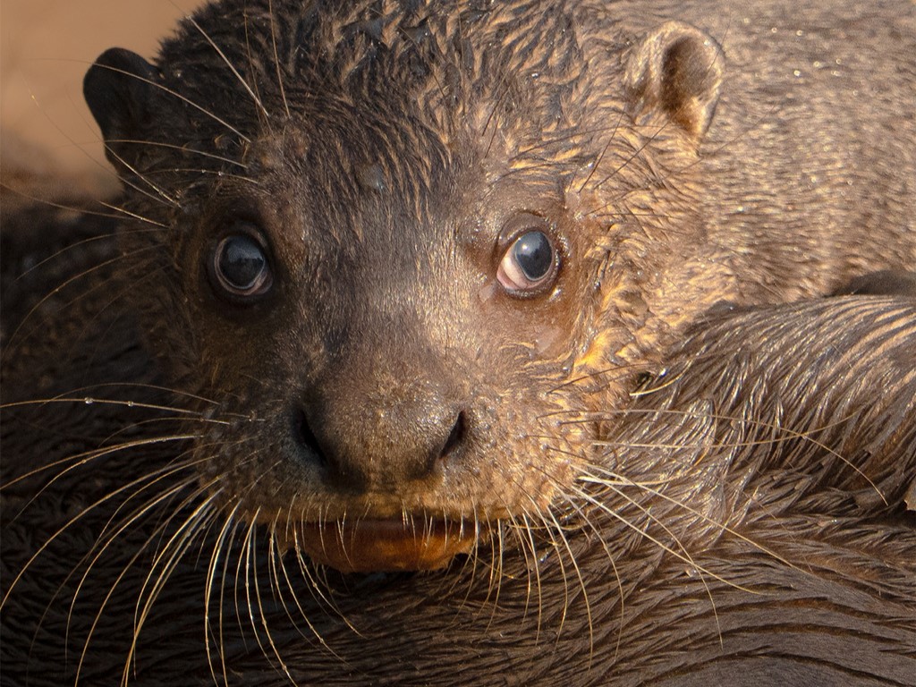 A juvenile Giant rive otter