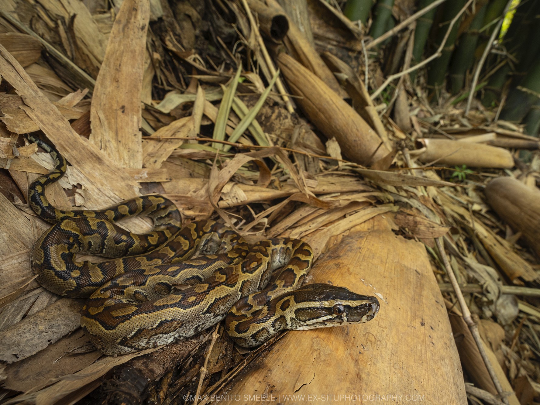 A python from the Gambia