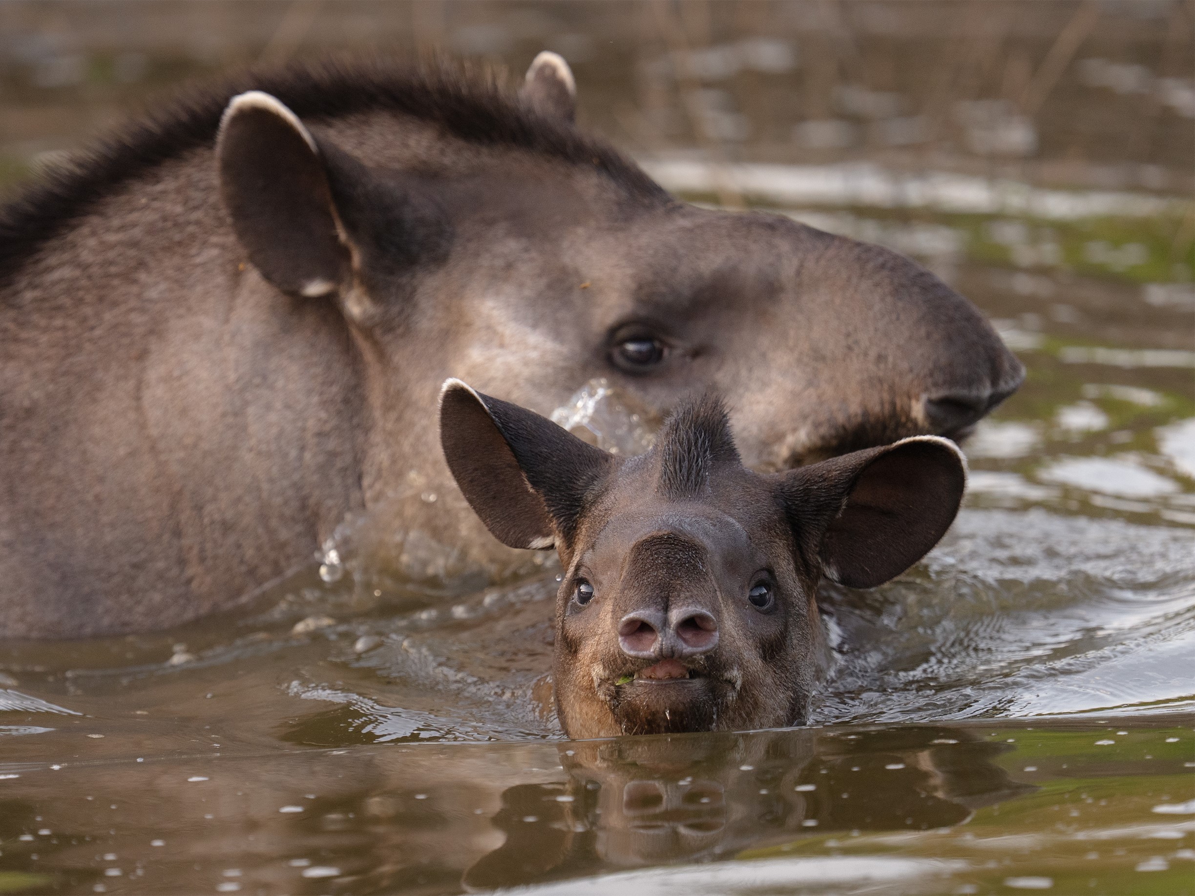 Brazilian Tapir in the Pantanal
