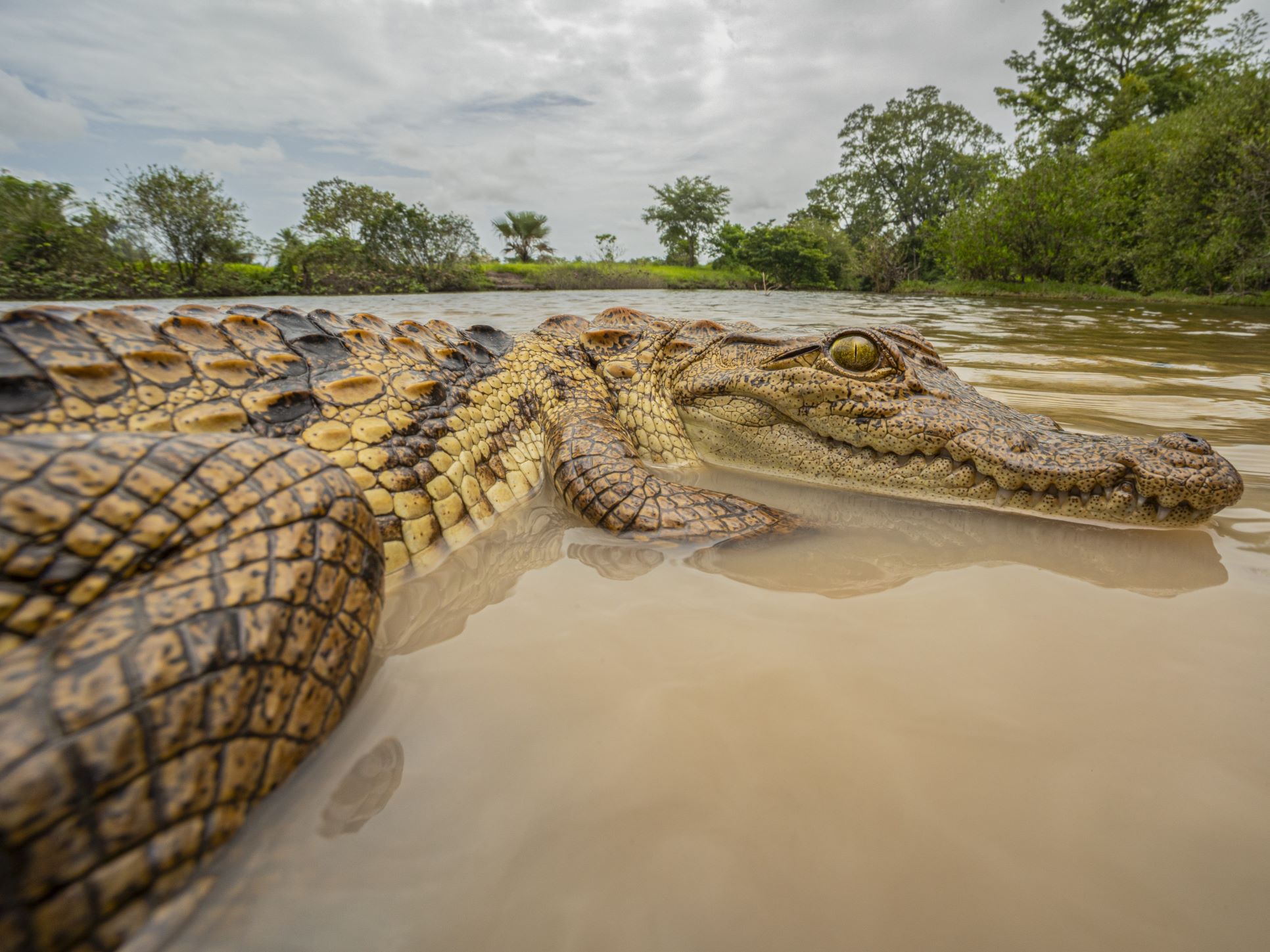 West African Crocodile the Gambia