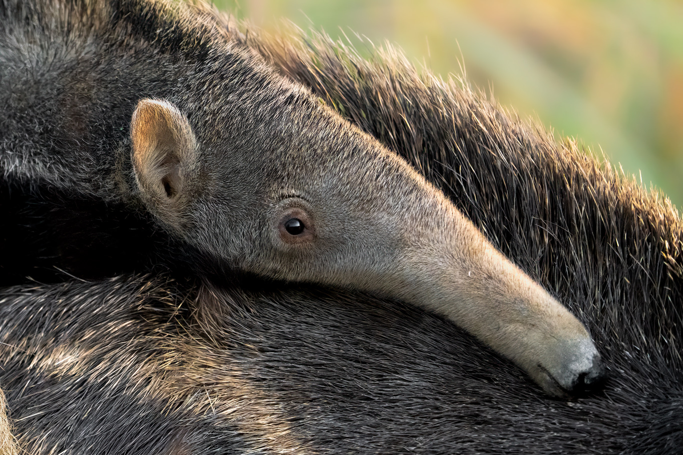 Baby giant anteater in the Pantanal