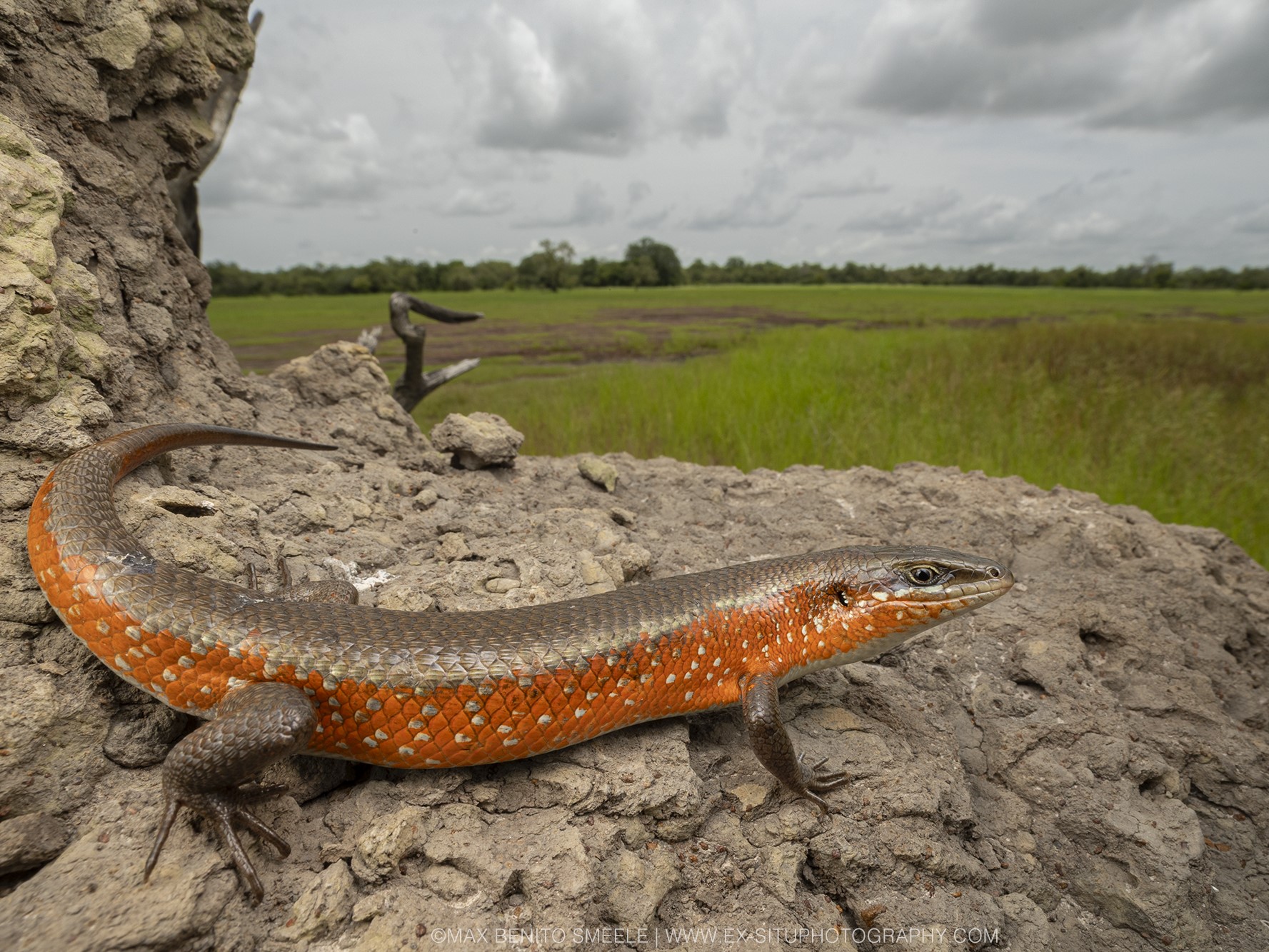 A skink from The Gambia